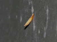 Coptotriche citrinipennella